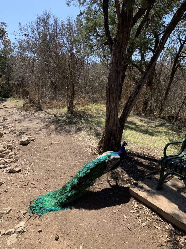 Peacock at Mayfield Park