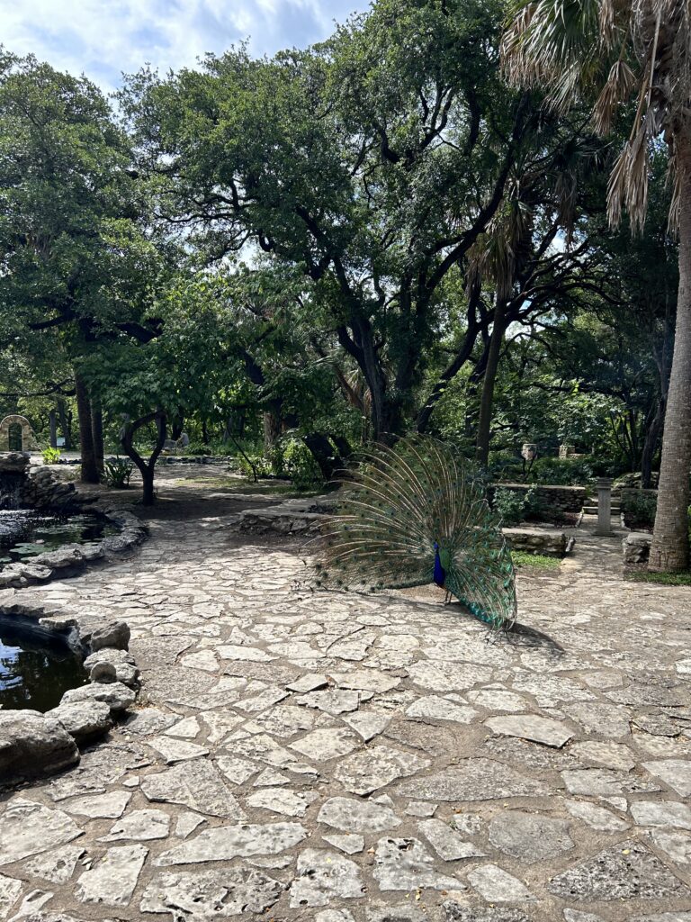 Peacock at Mayfield Park and Preserve