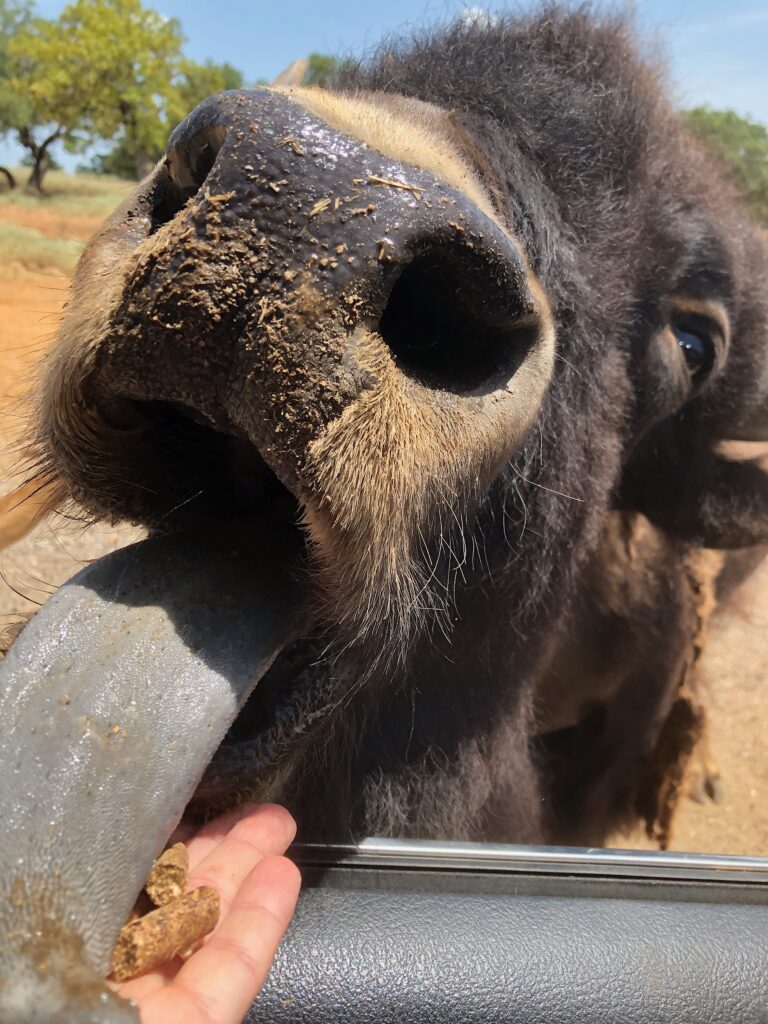 bison at exotic resort zoo